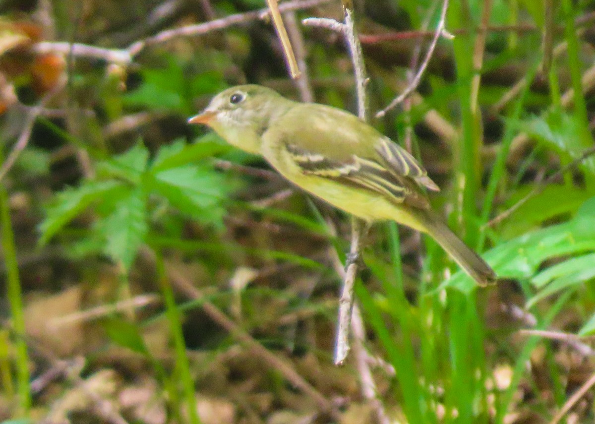 Yellow-bellied Flycatcher - ML343318861