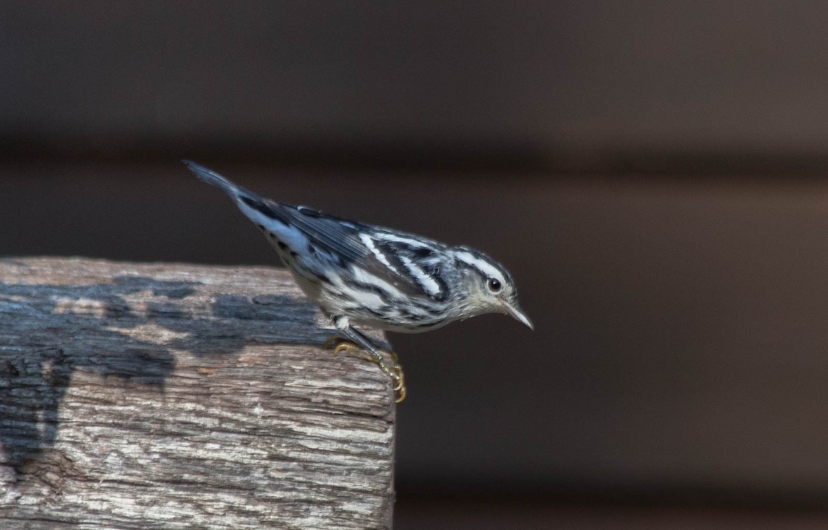 Black-and-white Warbler - Sandy Manter