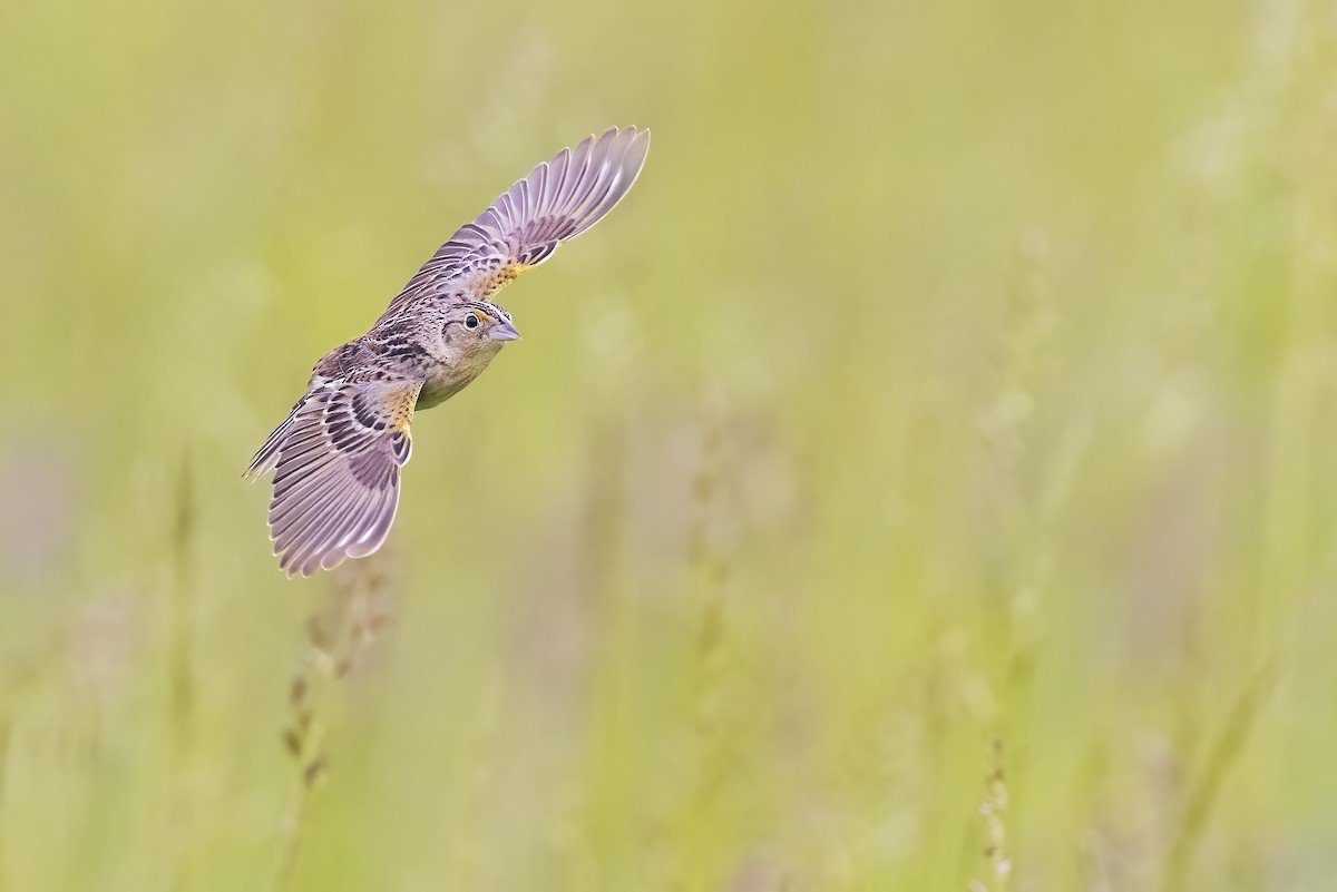 Grasshopper Sparrow - ML343319831