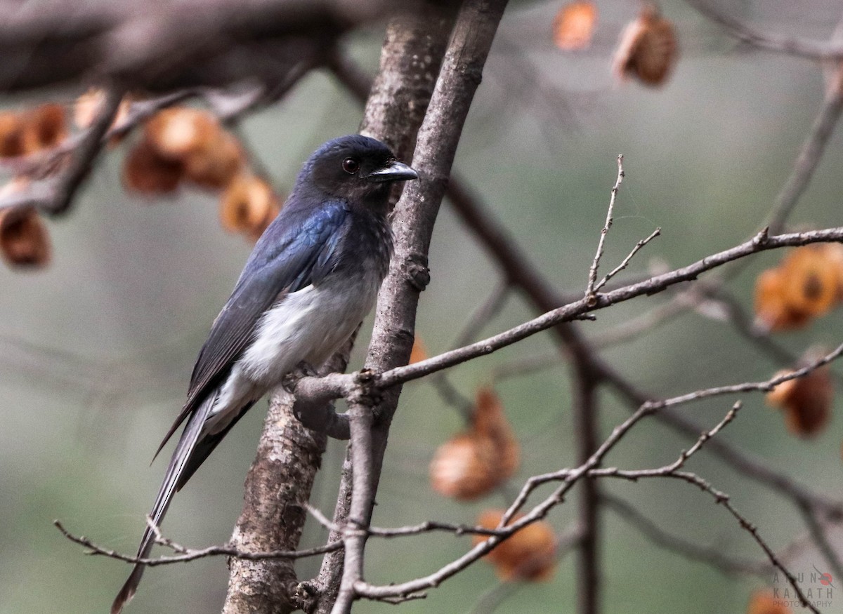 White-bellied Drongo - ML343321331