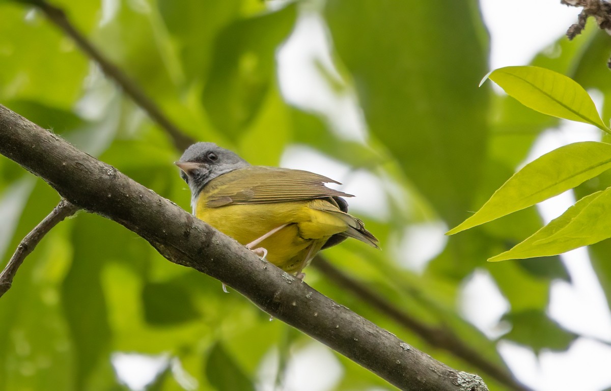 Mourning Warbler - Kalpesh Krishna