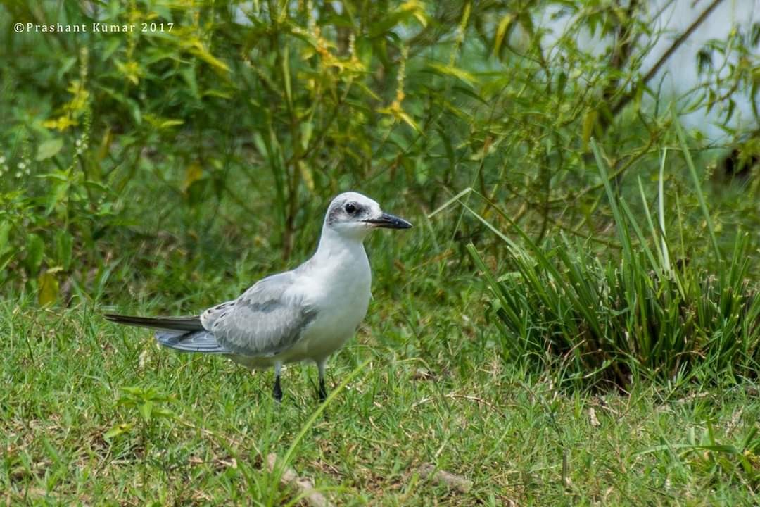 Gull-billed Tern - Prashant Kumar