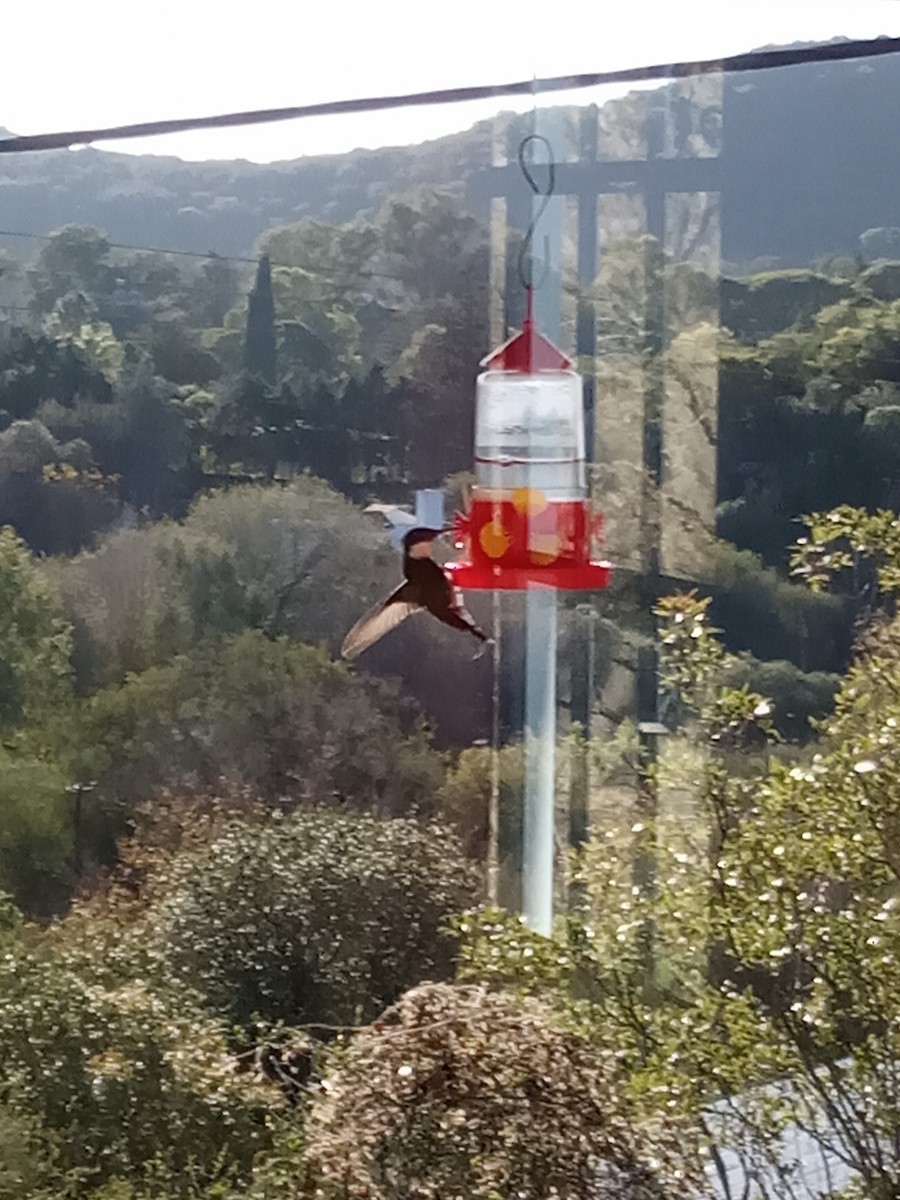 kolibřík límcový - ML343326451