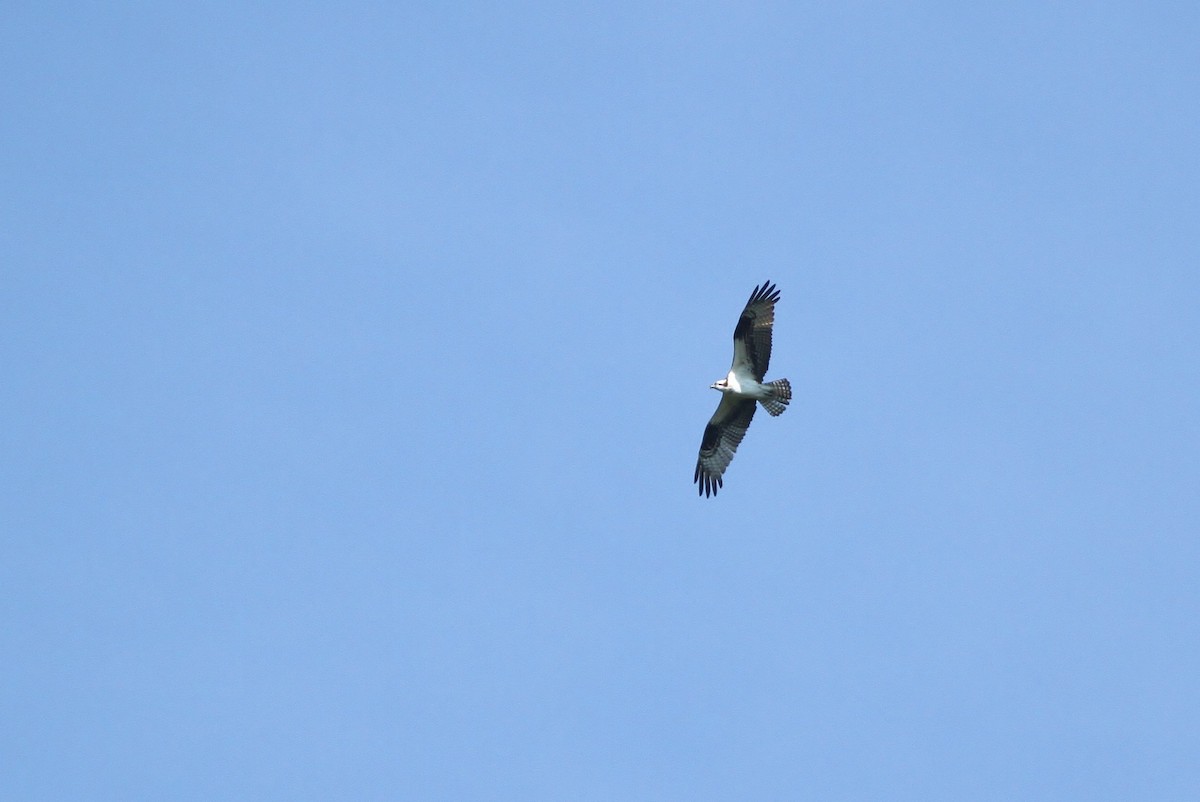 Águila Pescadora (carolinensis) - ML34332671