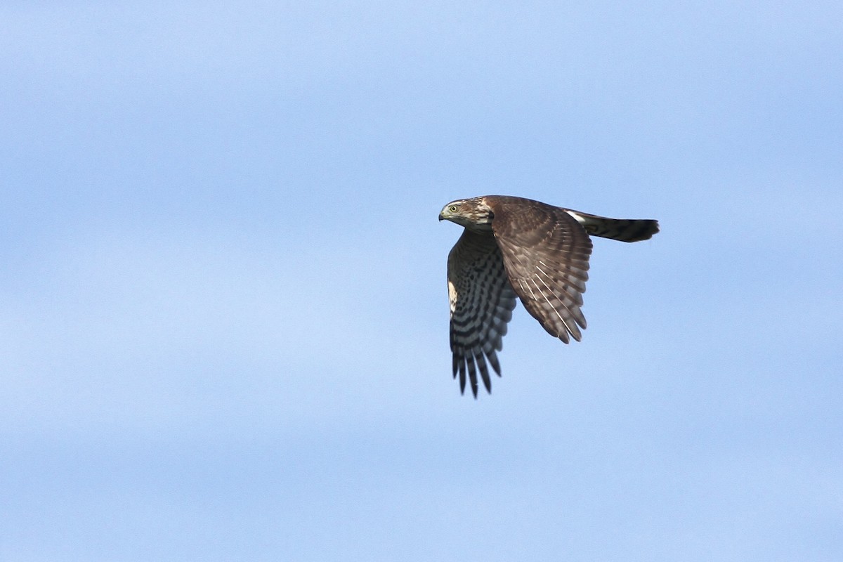 Sharp-shinned Hawk - ML34332701