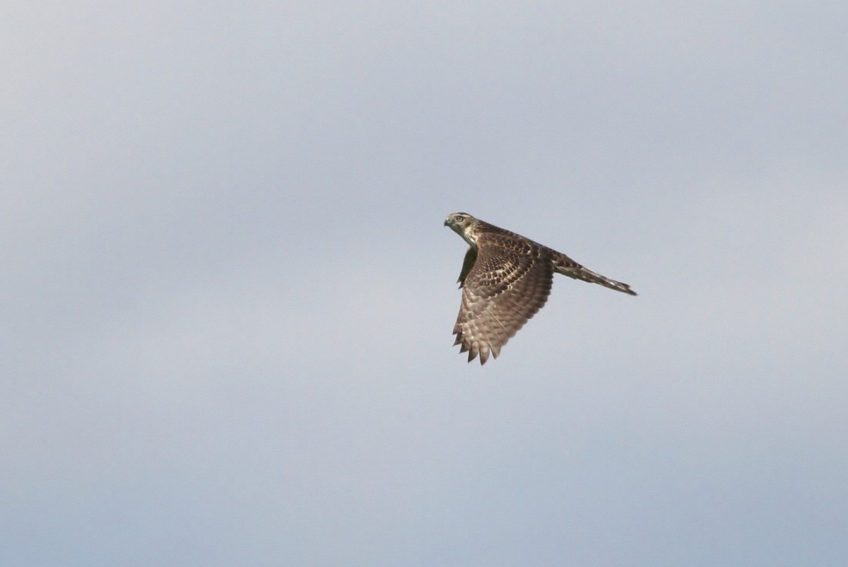 American Goshawk - ML34332721