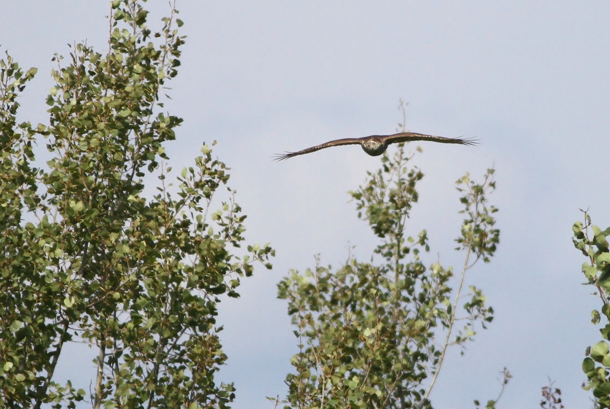 American Goshawk - ML34332731