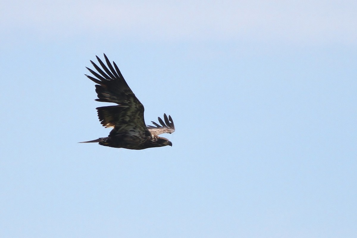 Bald Eagle - Alex Lamoreaux