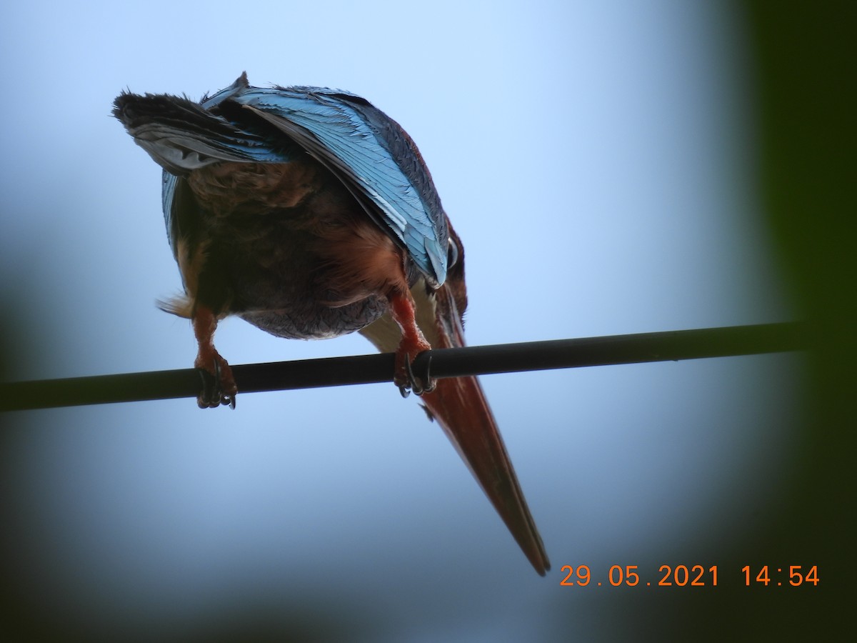 White-throated Kingfisher - ML343327821