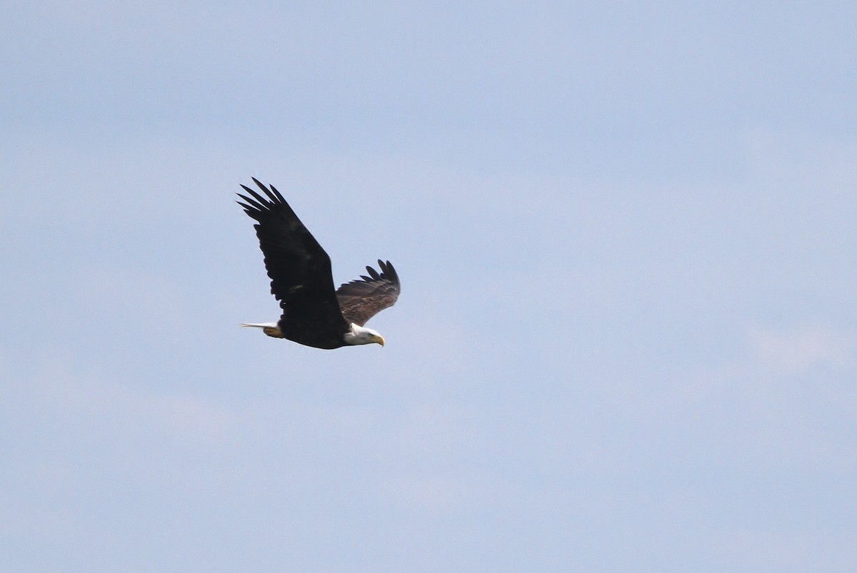 Weißkopf-Seeadler - ML34332791