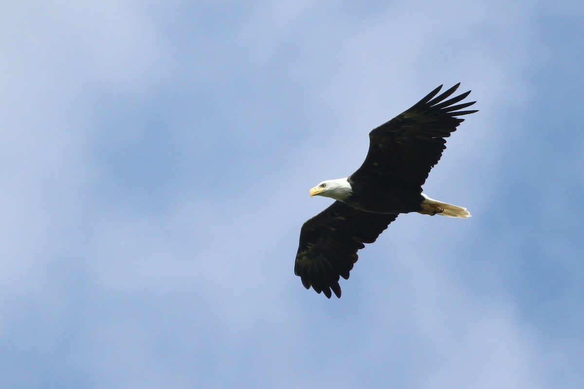 Weißkopf-Seeadler - ML34332801