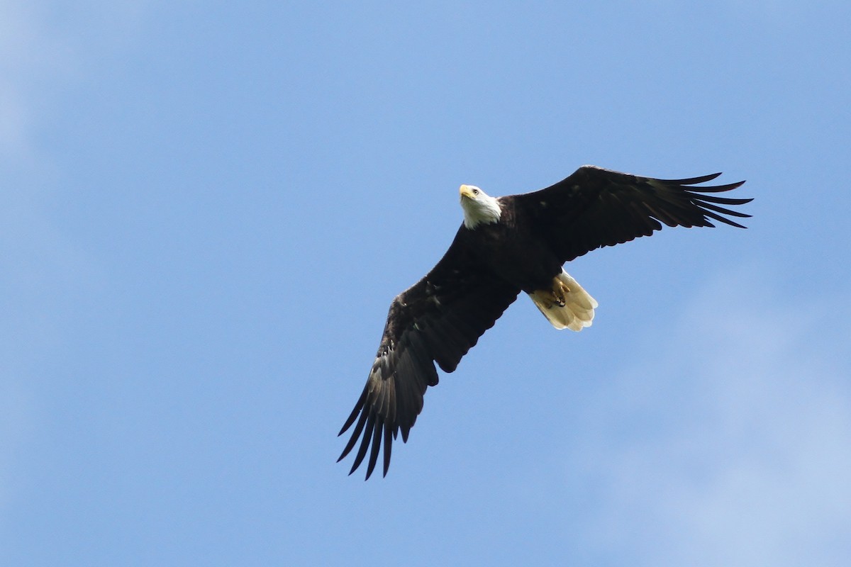 Weißkopf-Seeadler - ML34332811