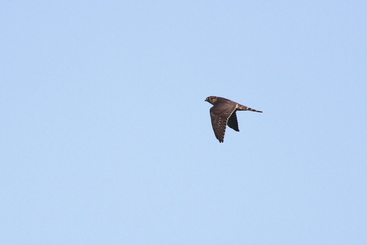 Faucon émerillon (columbarius) - ML34332861