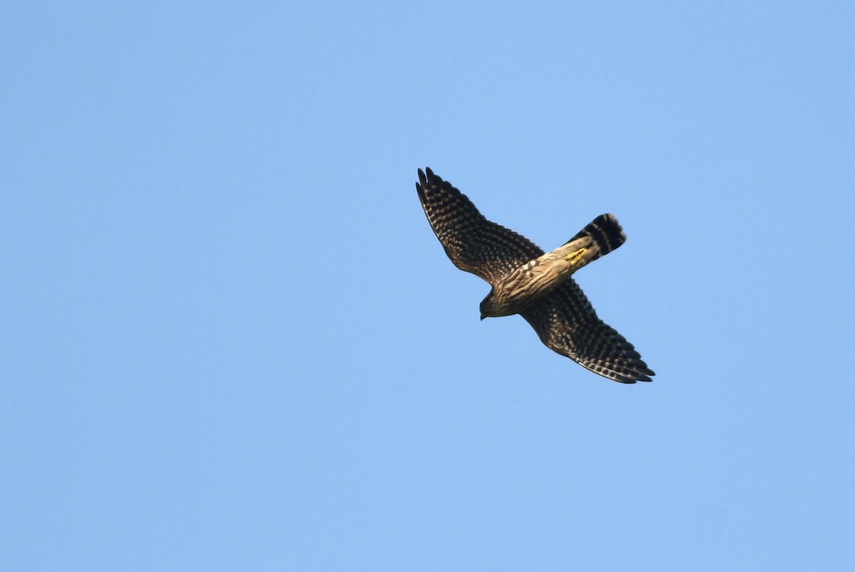 Merlin (columbarius) - ML34332871