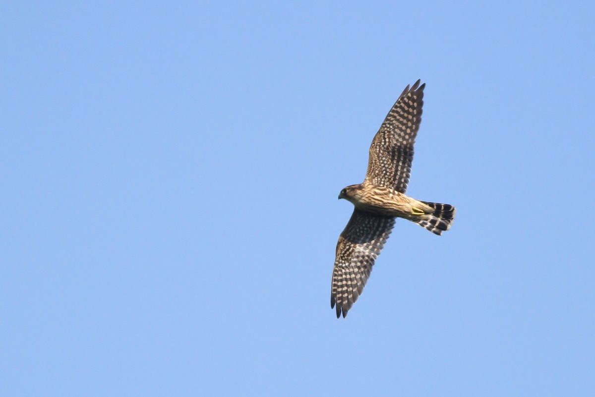 Faucon émerillon (columbarius) - ML34332881