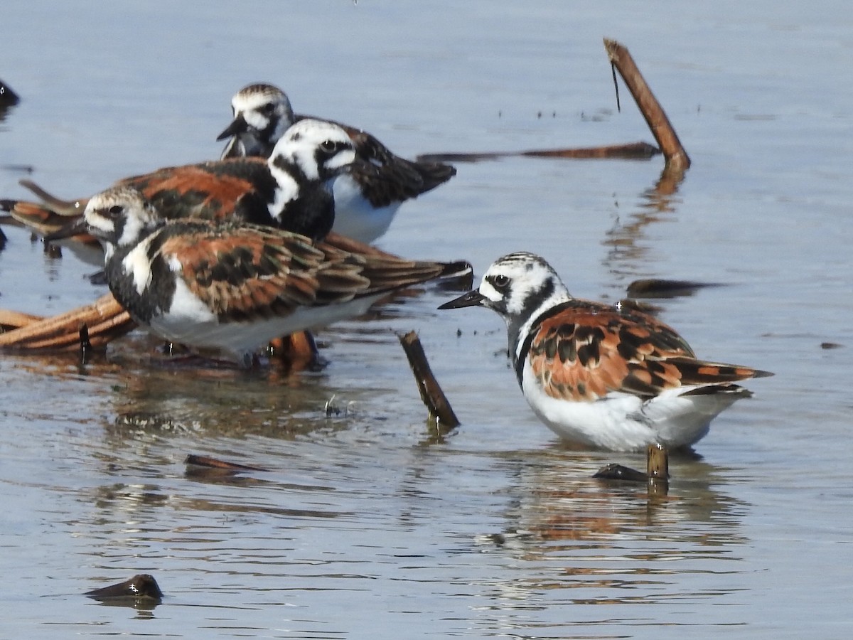 Ruddy Turnstone - ML343333231