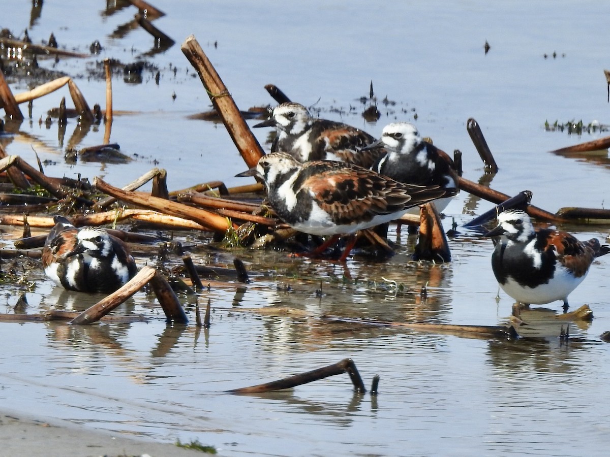 Ruddy Turnstone - ML343333241