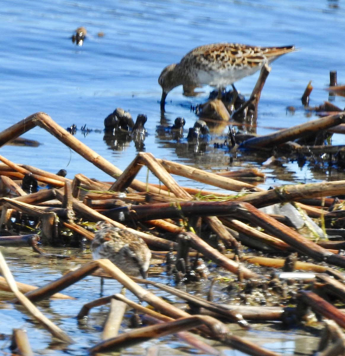 Pectoral Sandpiper - ML343333301