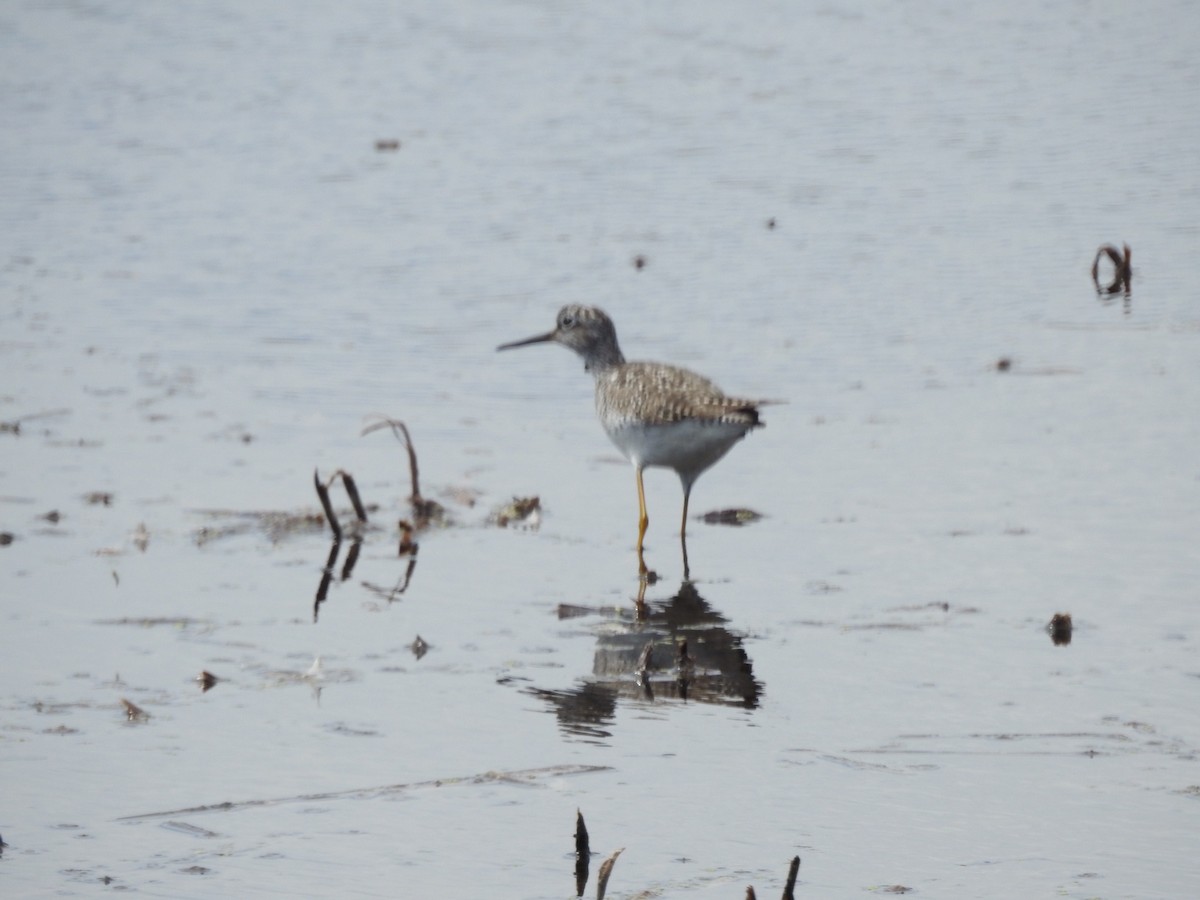 Greater Yellowlegs - ML343333341