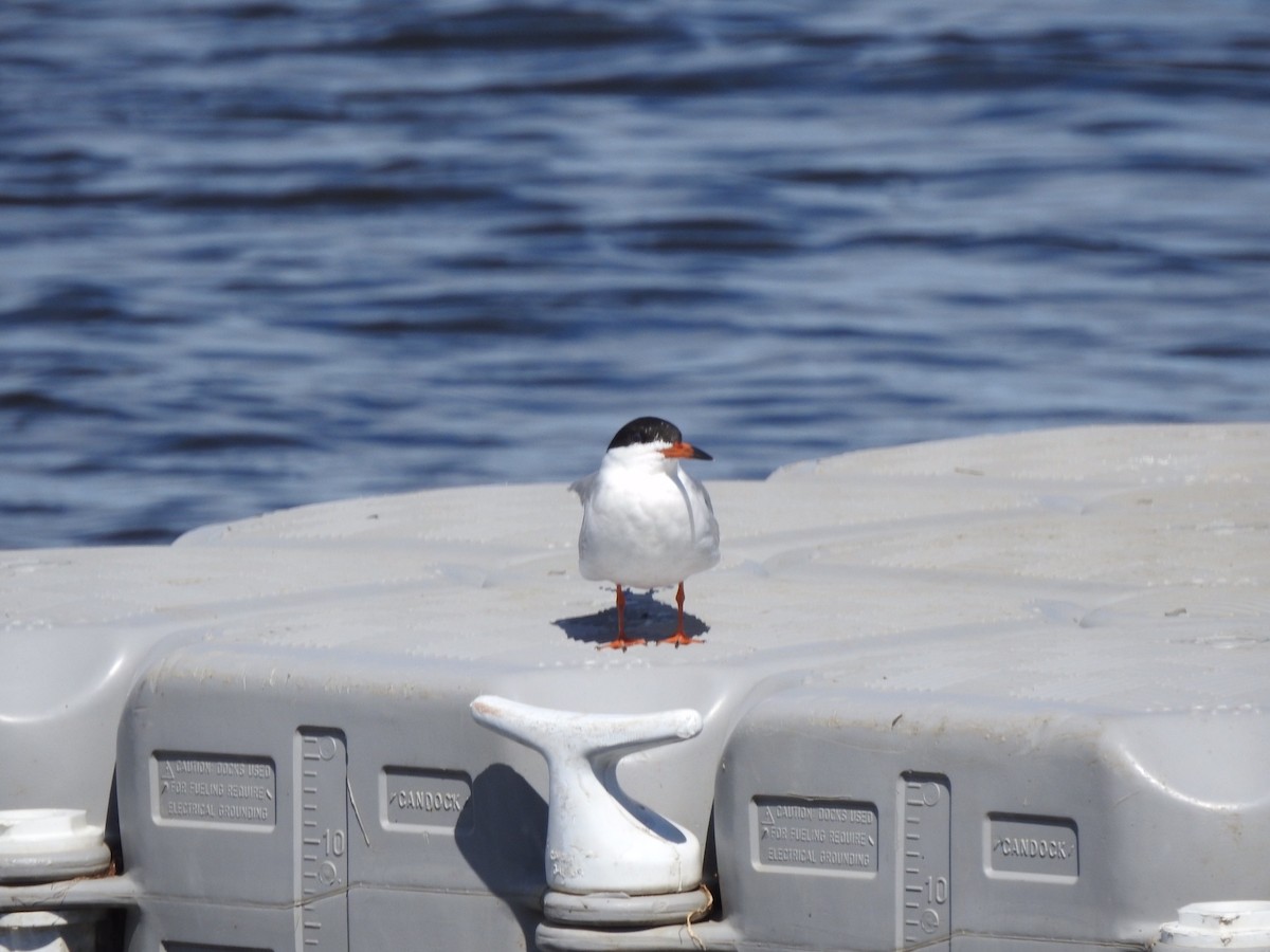 Common Tern - ML343333411