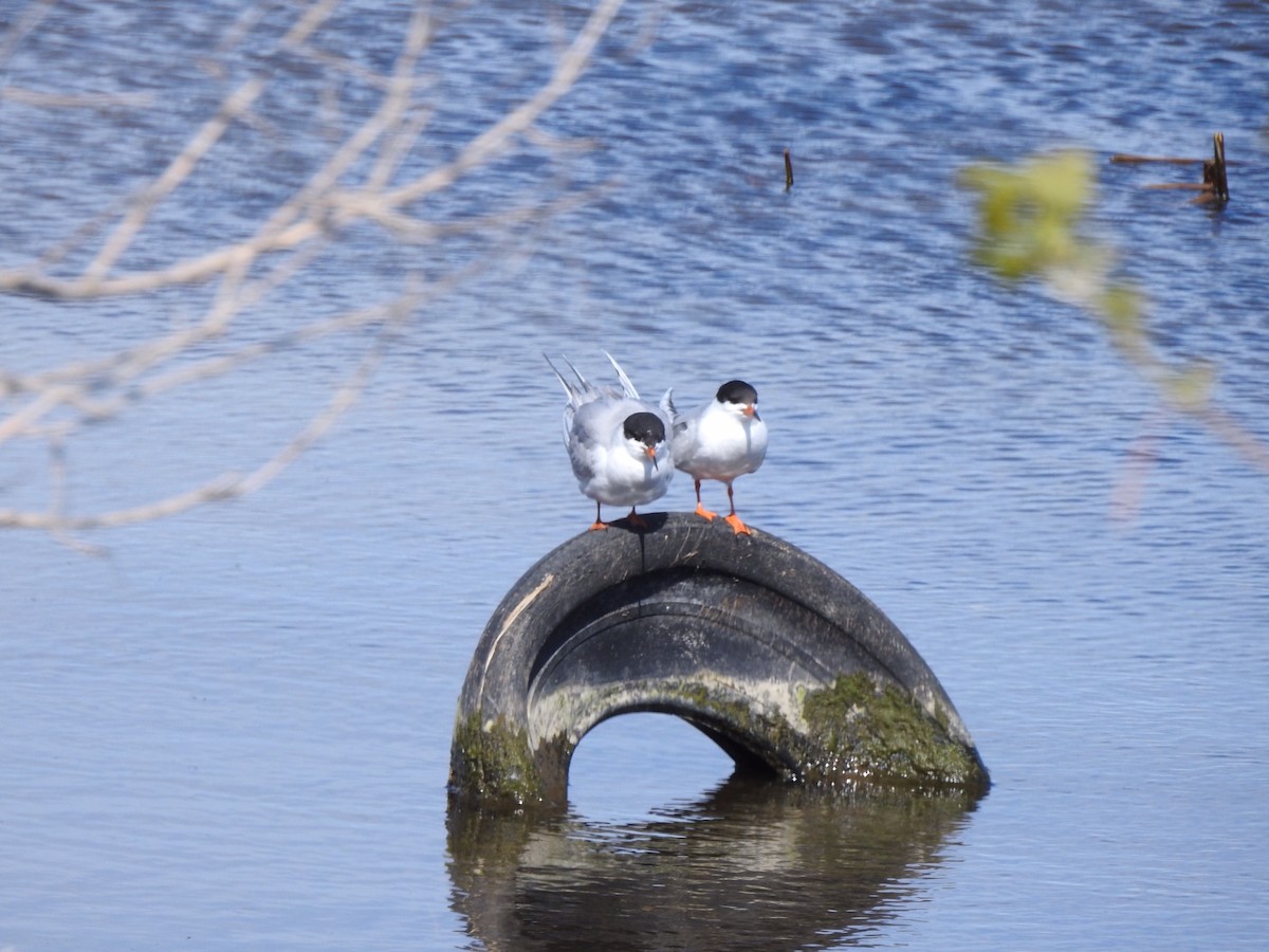 Forster's Tern - ML343333481