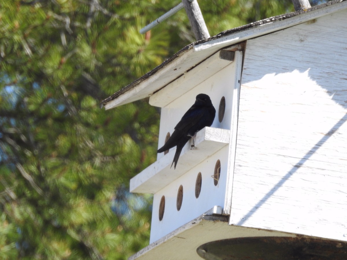 Purple Martin - ML343333531