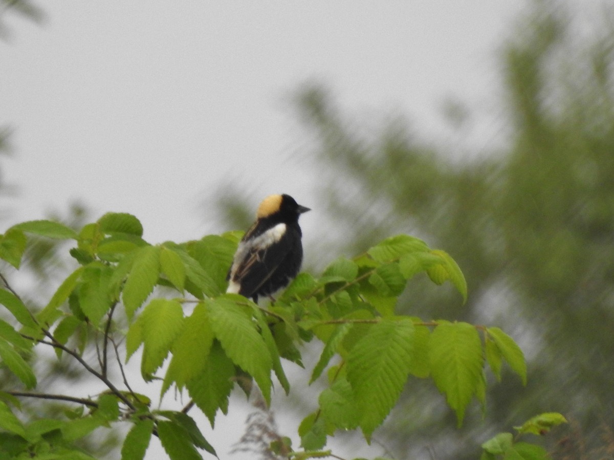 Bobolink - ML343333571