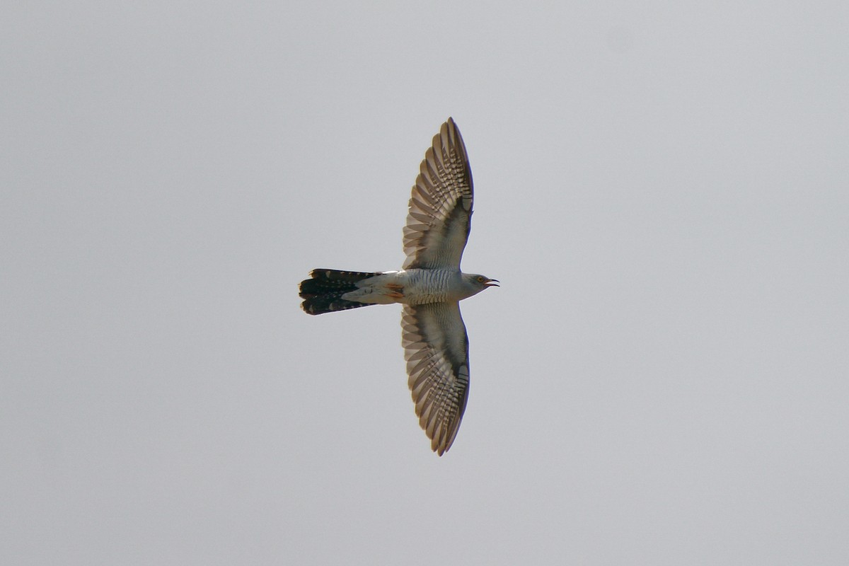 Common Cuckoo - ML343333661