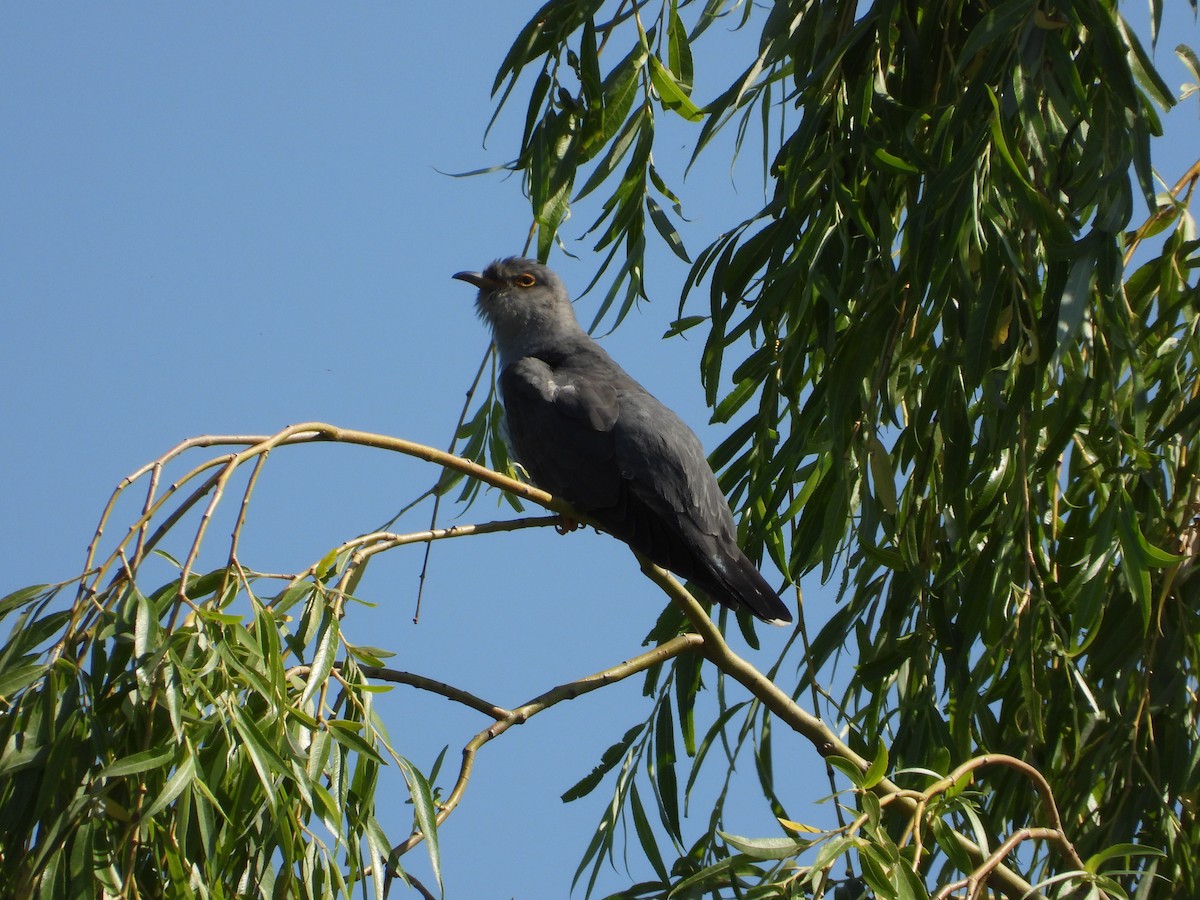 Common Cuckoo - ML343333701