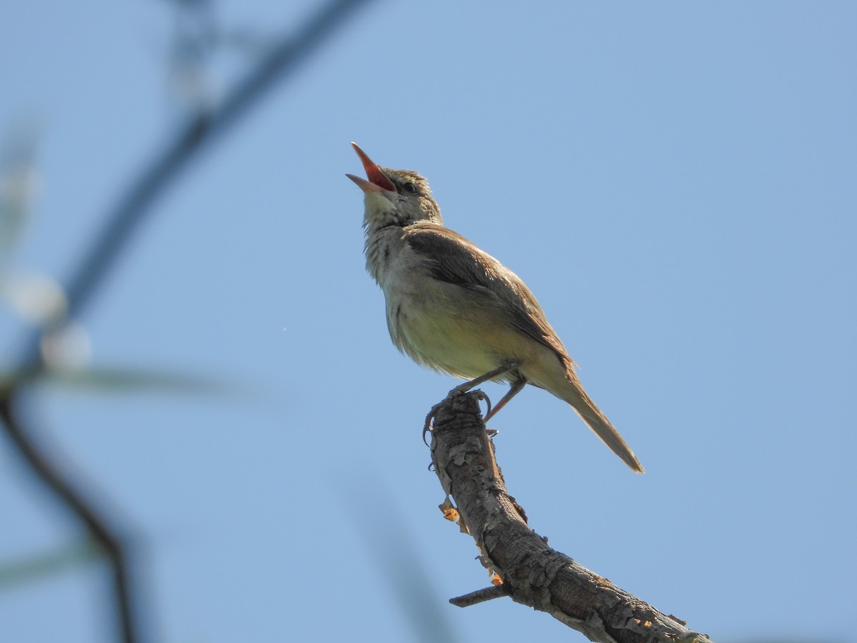 Oriental Reed Warbler - ML343334141