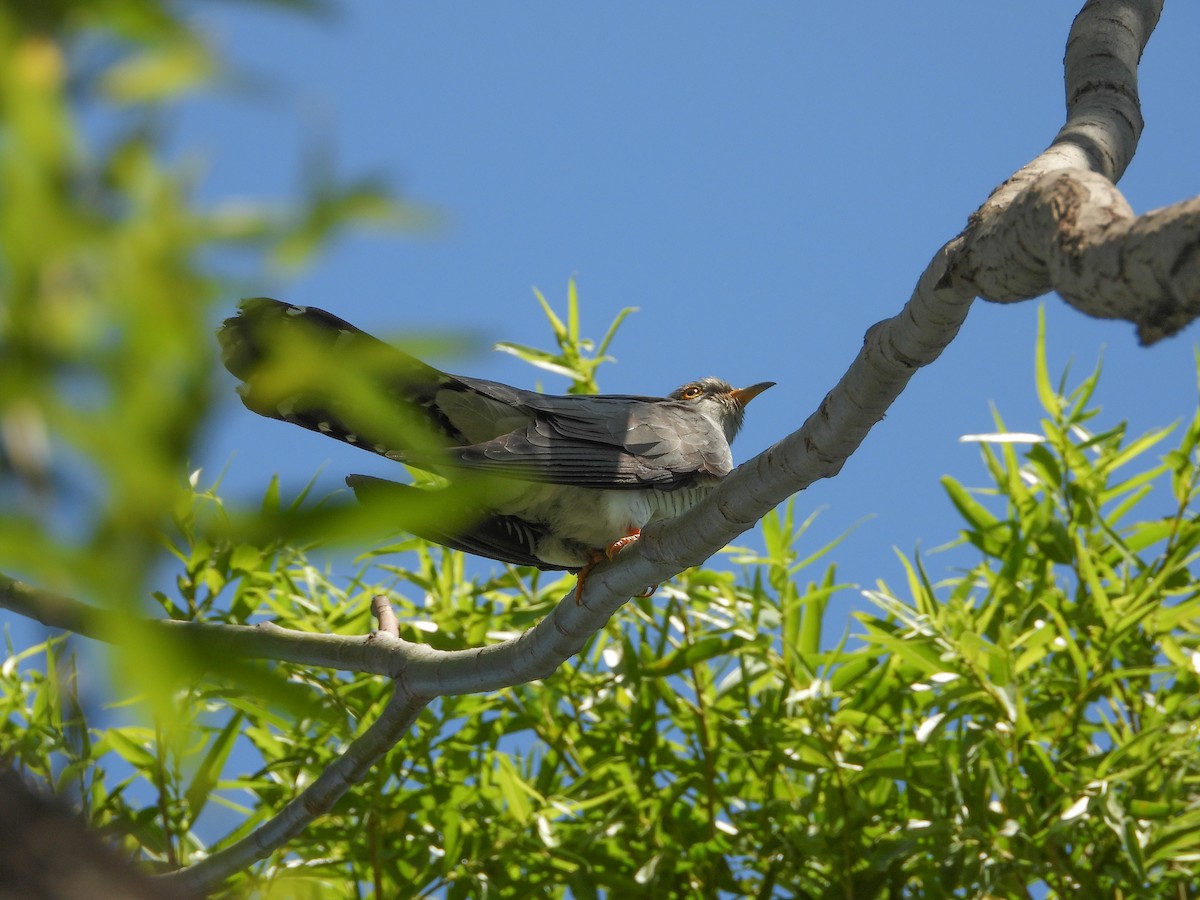 Common Cuckoo - ML343334561