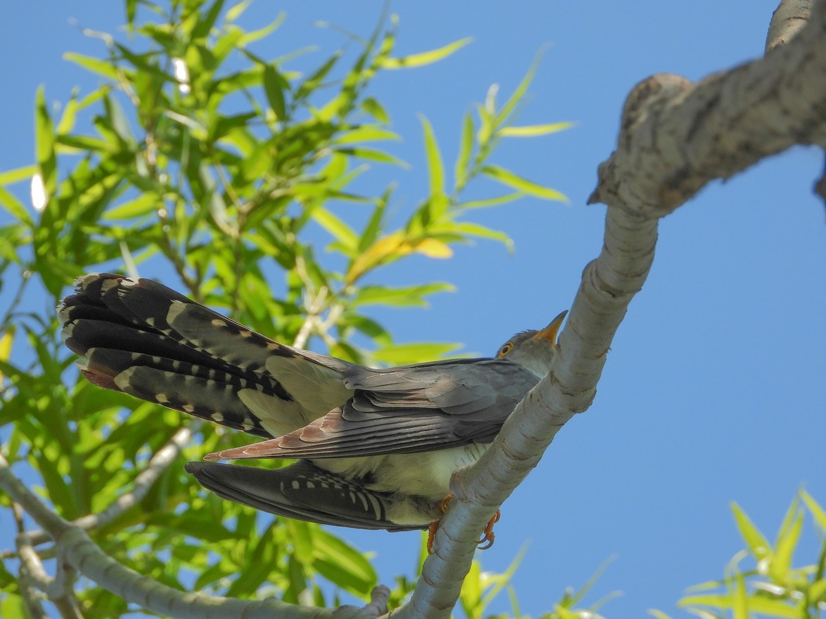 Common Cuckoo - ML343334581