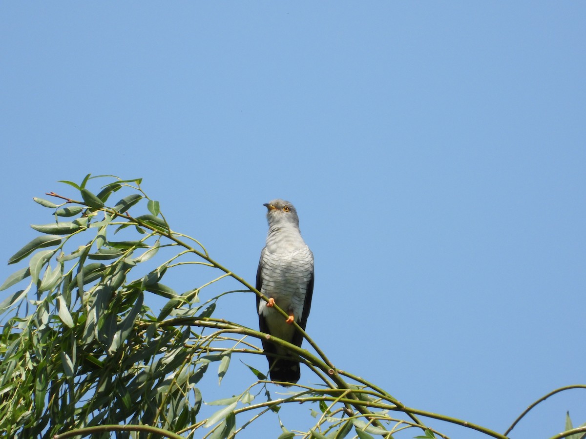 Common Cuckoo - ML343334591