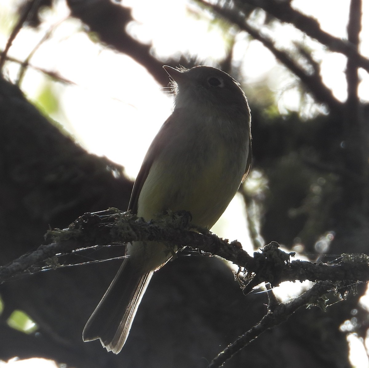 Yellow-bellied Flycatcher - ML343334601