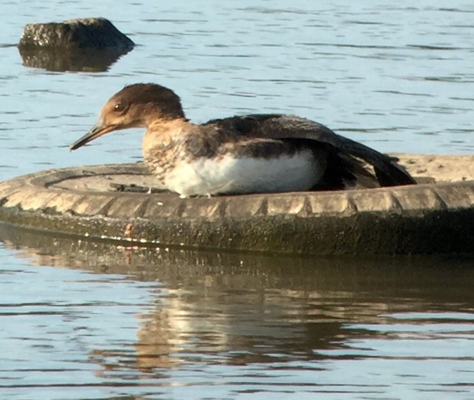 Hooded Merganser - ML34333521