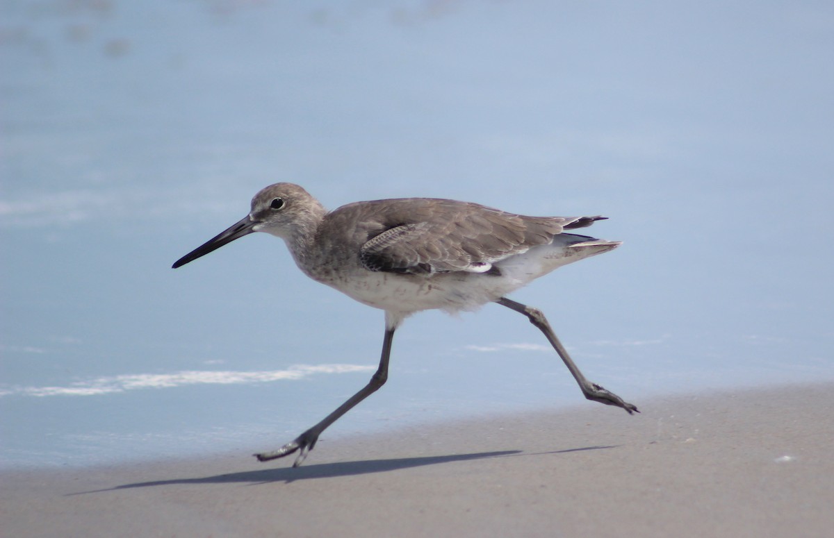 Willet - Marie Hosch