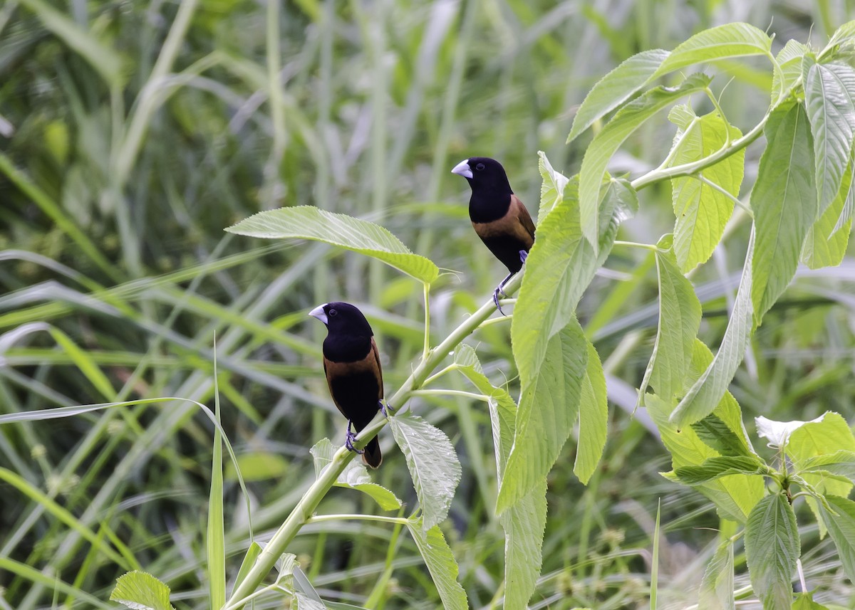 Chestnut Munia - ML343336111