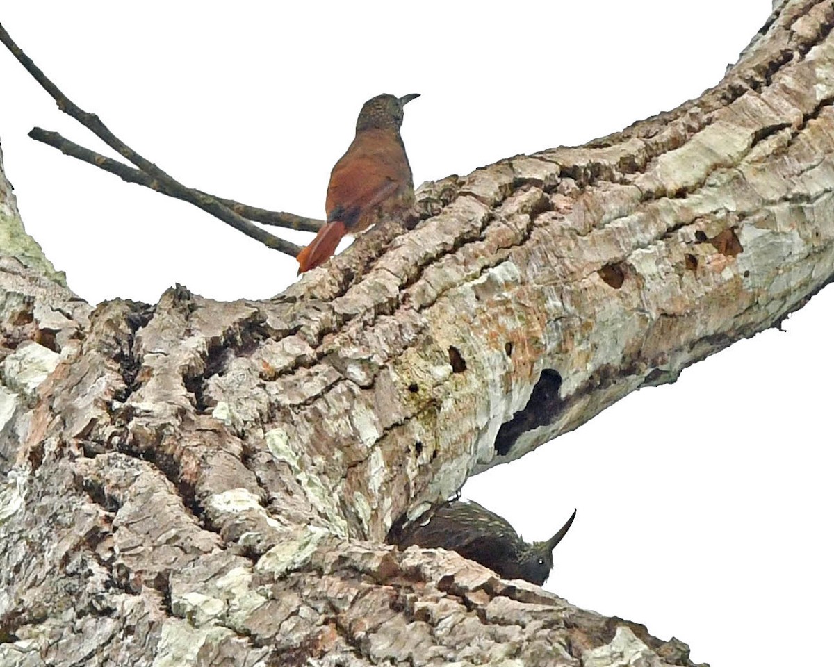 Dusky-capped Woodcreeper (Rondonia) - ML343336211