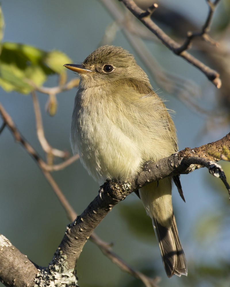 Alder Flycatcher - pierre martin