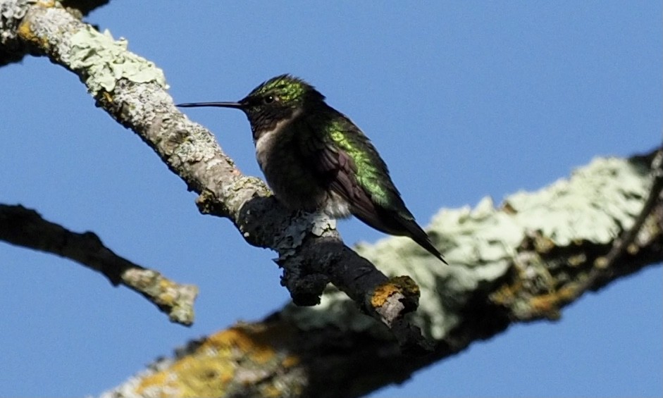 kalypta rubínohrdlá - ML343337991