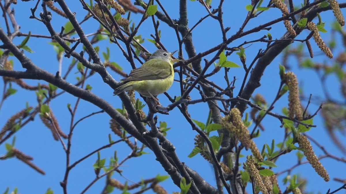 Tennessee x Nashville Warbler (hybrid) - Barry Day