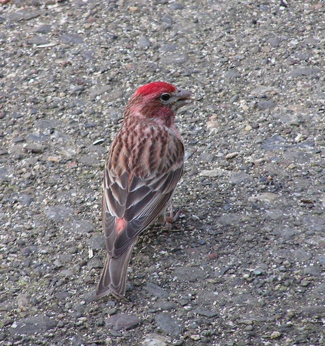 Cassin's Finch - ML34334121