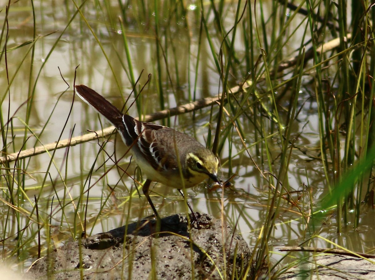 Citrine Wagtail - ML343343011