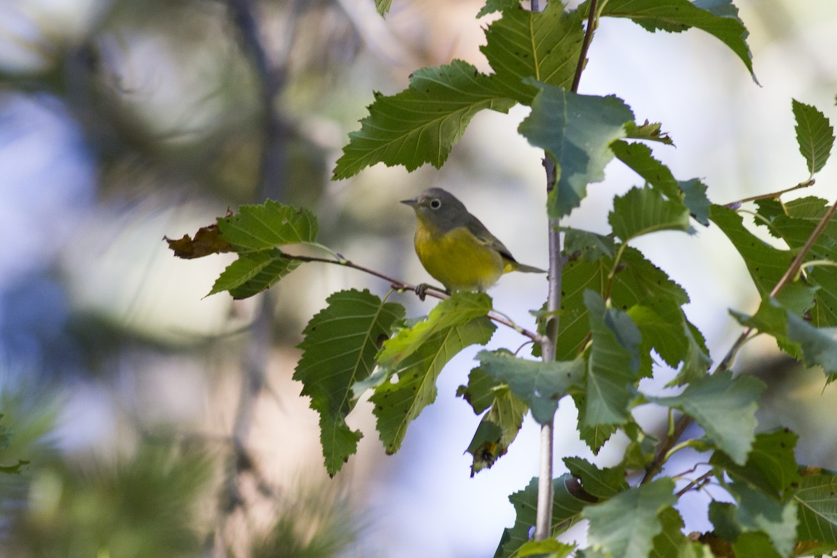 Rubinfleck-Waldsänger - ML34334311