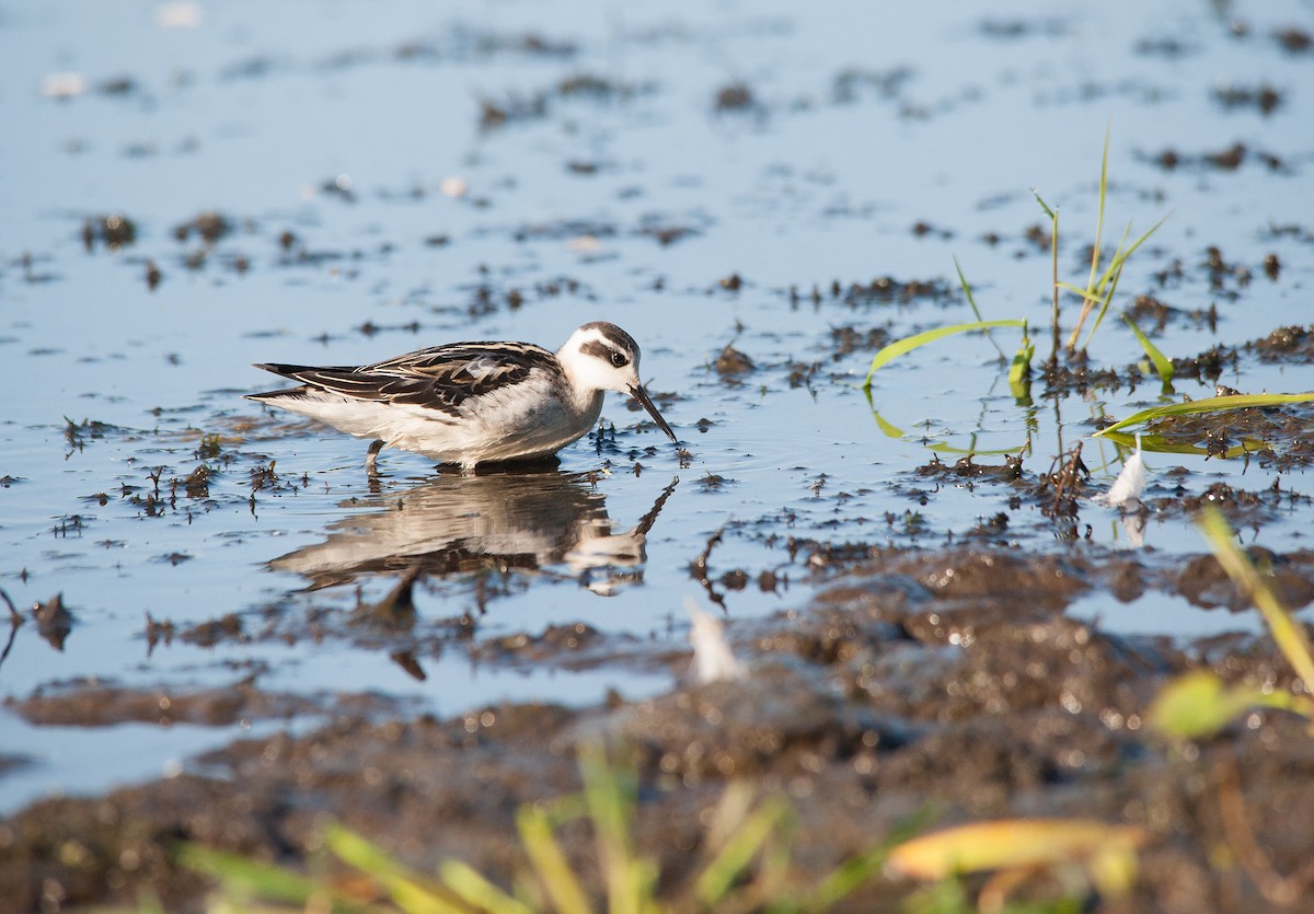 Red-necked Phalarope - Justin Lawson