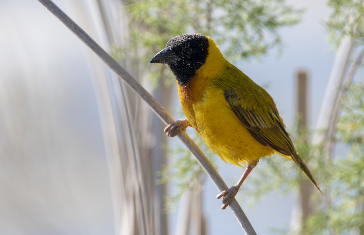 Black-headed Weaver - ML343343361