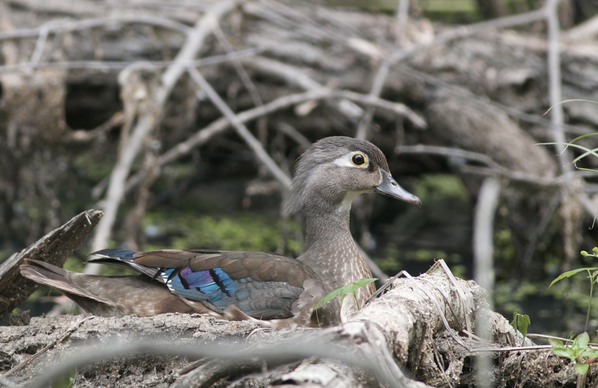 Wood Duck - Andy Wilson