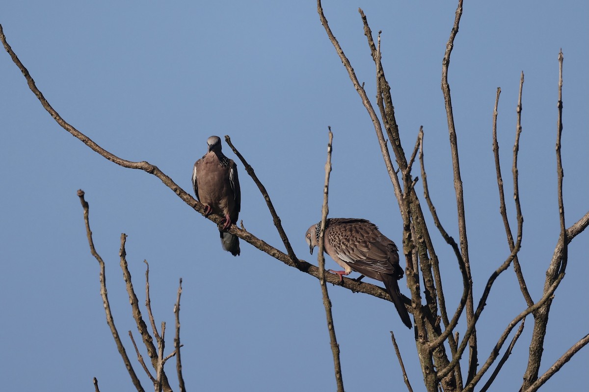 Spotted Dove - ML343343721