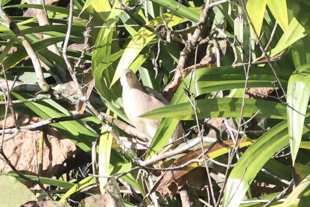 Yellow Bittern - ML343344351