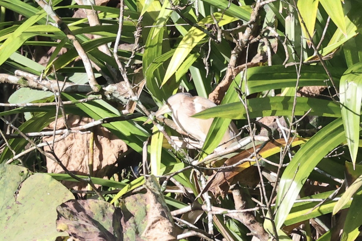 Yellow Bittern - ML343344361